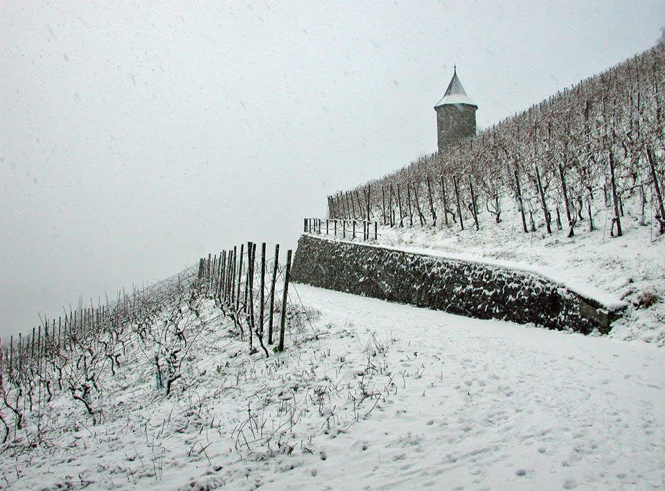 Weinberg und Weinbergstürmchen vom Weingut Broel im Schnee